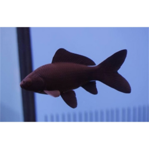Carassius-auratus-nero-pesce