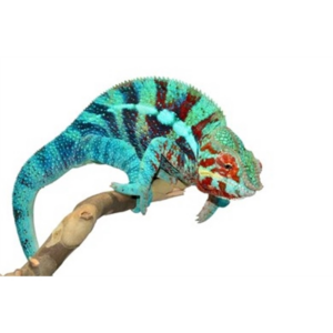 panther-chameleon-ambanja-furcifer-pardalis