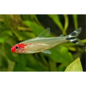 Hemigrammus-rhodostomus-petitella-testa-rossa
