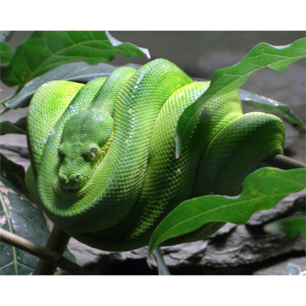 pitone-verde-morelia-viridis